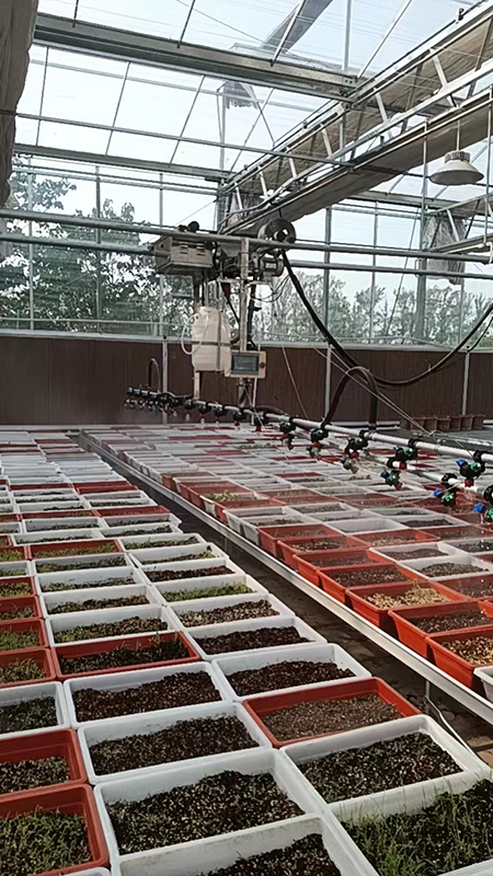 番茄育苗時使用溫室噴灌機應該如何操作？